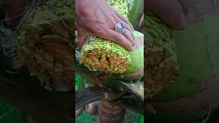 The art of cutting coconut flowers #agriculture #farming #cuttingskills #satisfying #tree