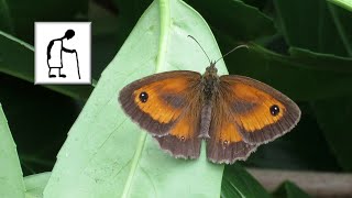 Butterfly Gatekeeper Pyronia tithonus 20190722