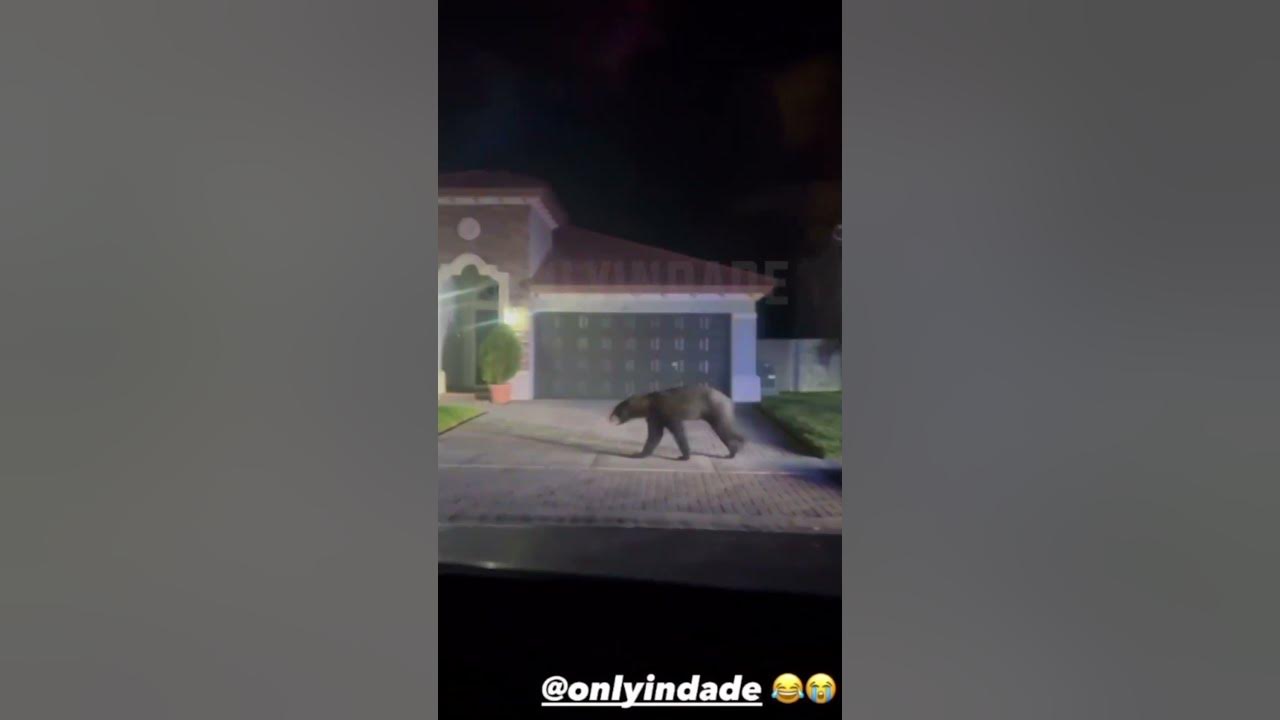 BEAR IN HOMESTEAD, FLORIDA 🐻😳 onlyindade YouTube