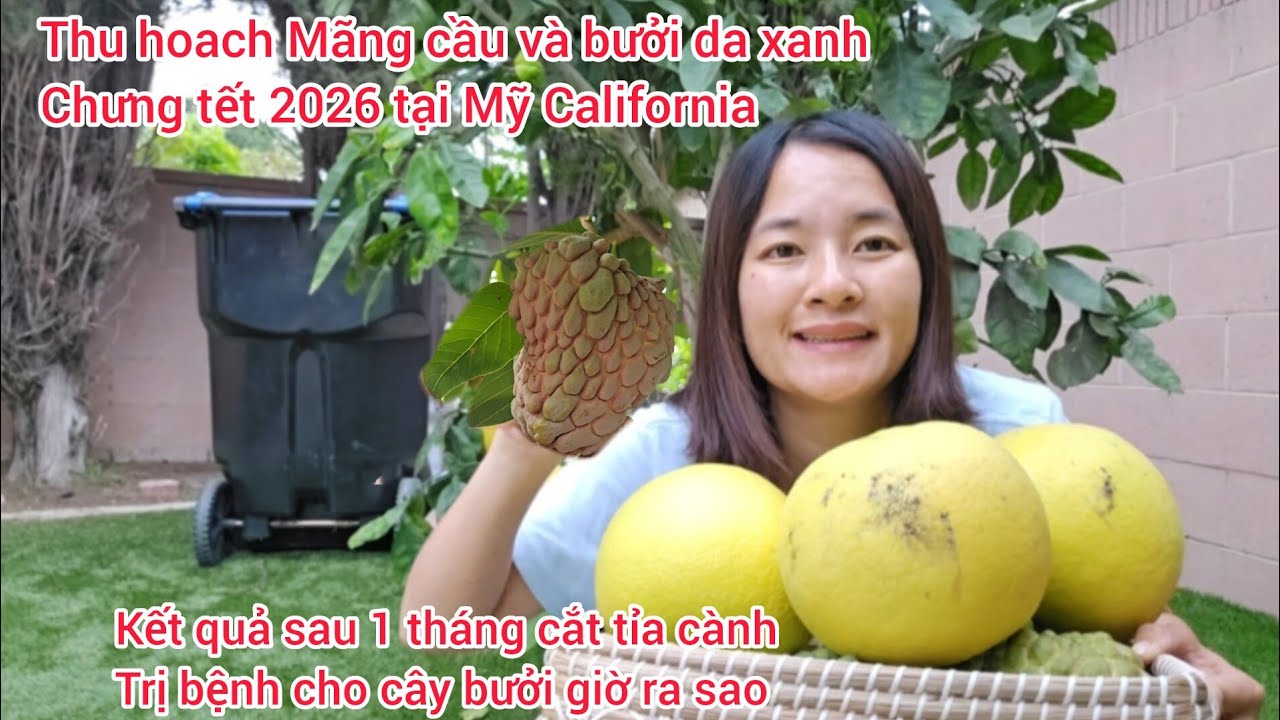 Thu hoạch Mãng cầu và bưởi da xanh cúng tết 2026, kết quả của cắt tỉa cành, trị bệnh cho cây bưởi 