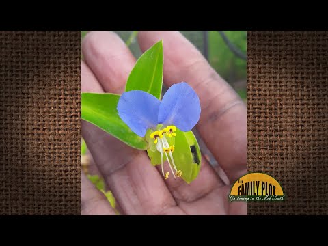 Video: Gewone dagbloemige onkruiden: tips voor het bestrijden van dagbloemen in het landschap