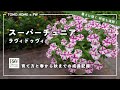 PW スーパーチュニアの育て方 by ともHOMEさん