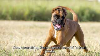 10 Amazing Facts About Bullmastiff Dogs