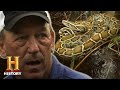 Swamp People: Serpent Invasion: Troy Hunts MASSIVE Snakes Deep in Everglades (Season 2) | History