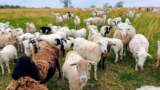 Sheep 101: Things to understand before starting your flock of sheep