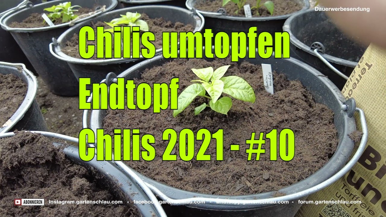 Chili im 20-Liter-Topf: Ist das wirklich die richtige Endgröße?