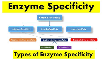Enzyme  Specificity & Types of Enzyme Specificity
