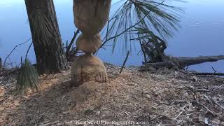 Beaver Art ... gnawed trunk by KenScottPhotography 1,023 views 4 years ago 1 minute, 3 seconds
