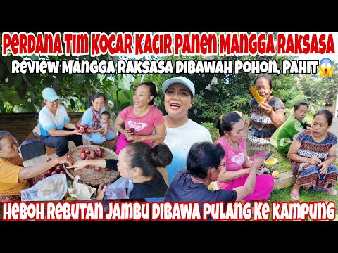 HEBOH🤣‼️PERDANA TIM KOCAR KACIR PANEN MANGGA RAKSASA & JAMBU DALHARI BONUS PISANG || MALAH REBUTAN 😂