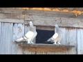 Голуби , весна ,перші польоти після зими//Pigeons, spring, first flights after the winter.