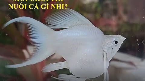 TOP 5 Loài Cá Cảnh Phù Hợp Cho Người Mới Chơi -  Kiến Thức Cá Cảnh