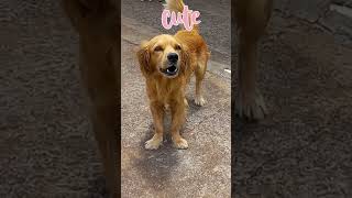 Som De Cachorro Latindo Cachorro Latindo Para Humanos