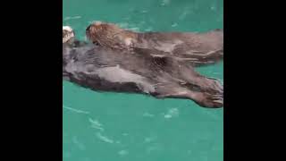 PARADISE FOR OTTERS by Relax With Snacks 2 views 1 year ago 1 minute, 1 second