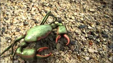 3D Crab Walk Animation