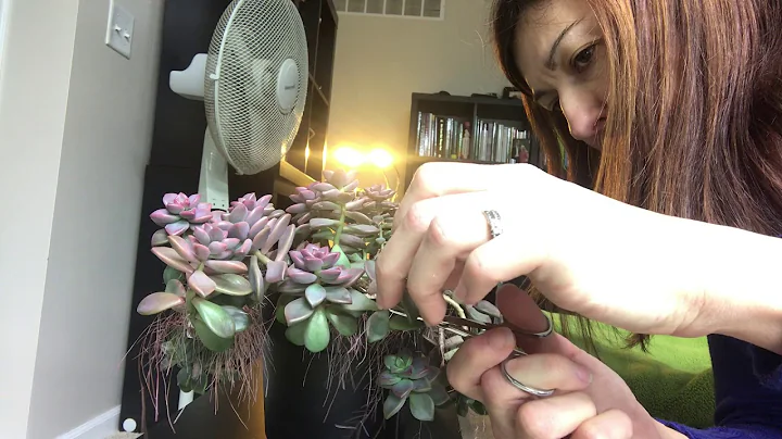Graptosedum Vera Higgins fixing and propagation