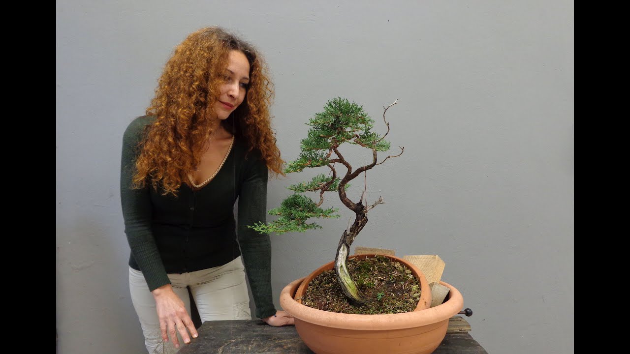 Cupressus sempervirens 