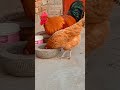 Well Trained Chickens #Tricks #smart