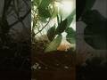 My Axolotl #cute #axolotl #funny #crazy