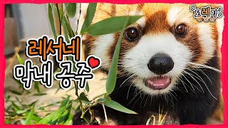 (SUB) Маленькая панда на первом свидании💗│Everland Red Panda