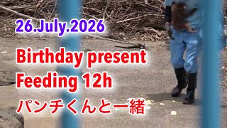 (Unauthorized reproduction prohibited)26.July.2026 Feeding 12h Birthday gift #HappyBirthdayPunch 