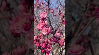First plum blossoms of the year! #japan #japannature #ume