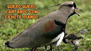 QUERO QUERO CANTANDO ALTO-FILHOTE DE QUERO QUERO PIANDO-CANTO DE PÁSSAROS.