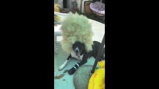 Dog Recovers From Covid-19 Must Watch