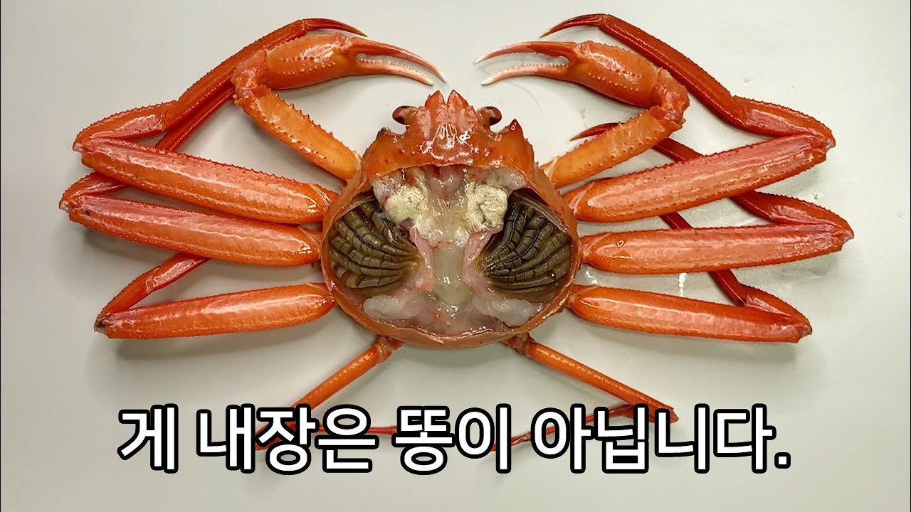 당신이 '게'에서 보지 못한 것들 - 홍게 해부 - YouTube