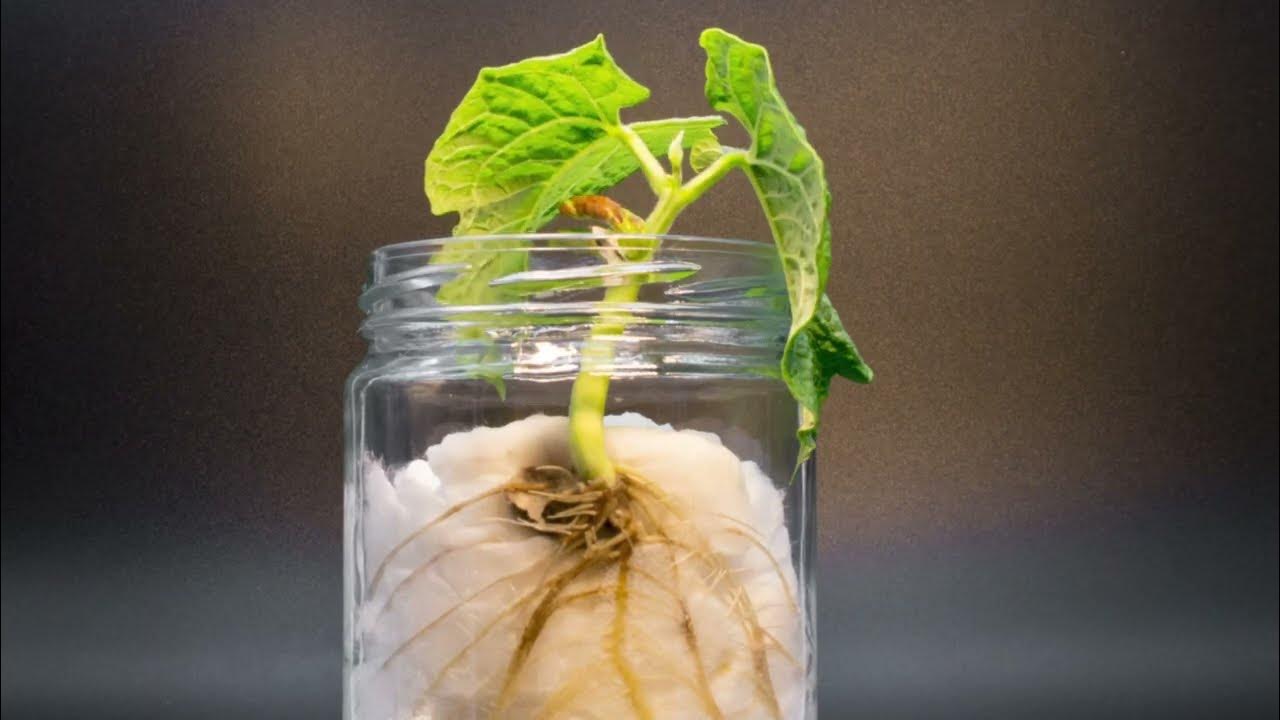 How To Grow A Bean Plant In A Jar? Timelapse YouTube