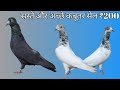 सस्ते और अच्छे कबूतर सेल ₹200 || Karnal Pigeon Farm
