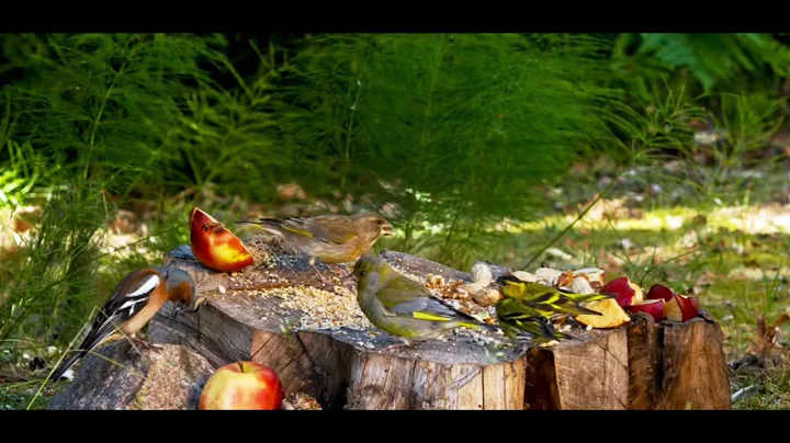 Videos for Cats to Watch - 8 Hour Birds Bonanza - Cat TV Bird Watch