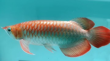 Huyết long phông trắng - hành trình hơn 13 tháng từ size 27 của Eagle