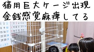 【三毛猫ミケオ】26,000円の猫用巨大ケージが設置されていた