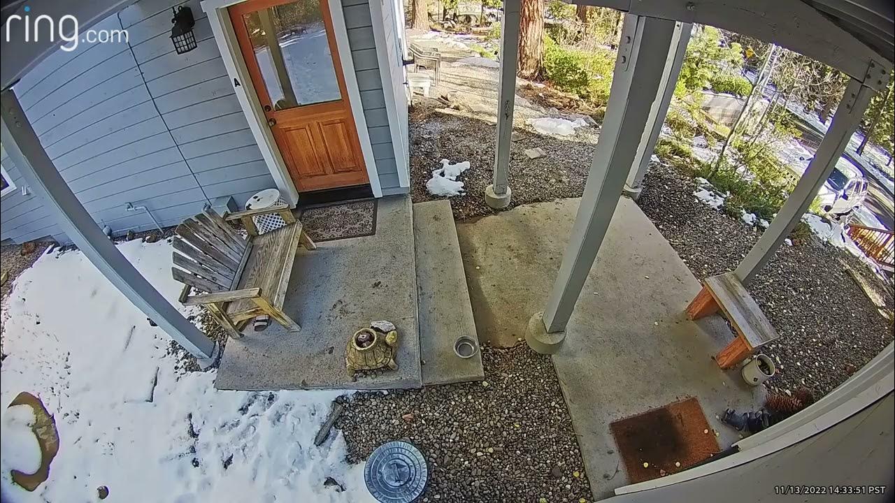 Squirrel attacked by Hawk Caught on Surveillance cam YouTube