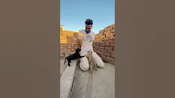 الجاكيت السحري الجزء الثالث 