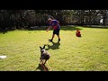 Dismissing the Low Drive Dog Dismissing the Low Drive Dog