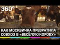 Из фармацевтики в фермерство : как москвичка превратила совхоз в «Весёлую корову»