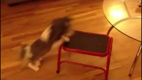 hutch dog dexterity and resourcefulness