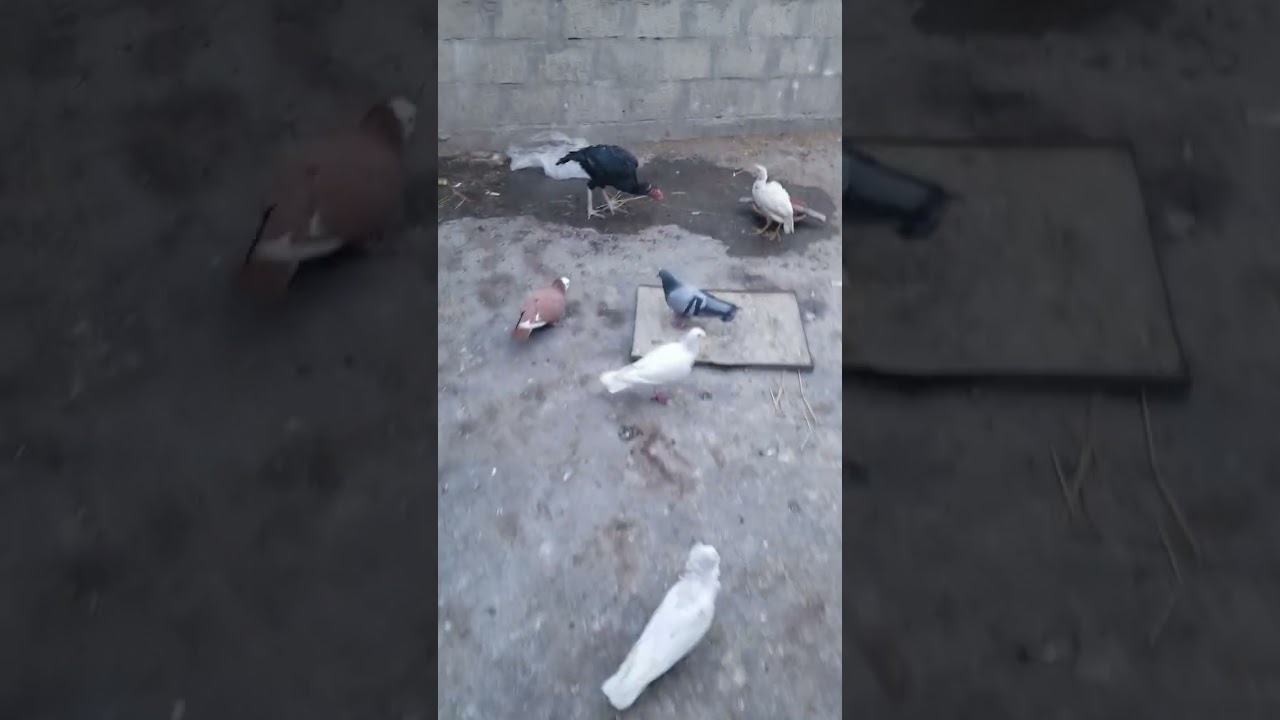 میرا پہلا ولوگ دیکھو پلیس😃😄😀