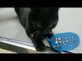 障害子猫の闘病日記#59【㊗️病院通い卒業🎊】