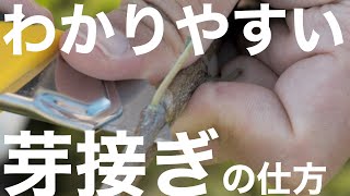 【成功率9割の成果をもつ】芽接ぎの実際の方法を、目の前でやってもらった。 -コツがつかめます-