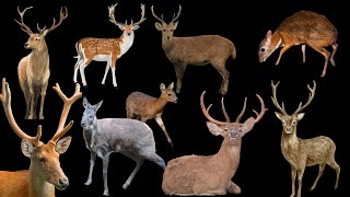 Types of Deer Found in India