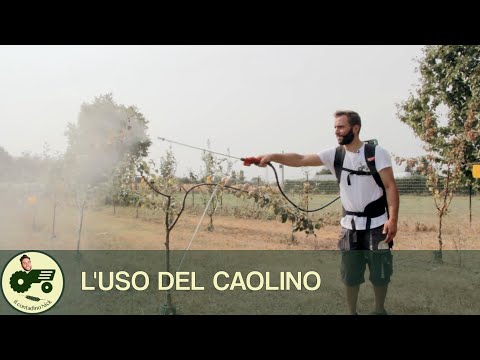 Video: Controllo degli insetti dell'argilla al caolino - Utilizzo dell'argilla al caolino su alberi da frutto e piante