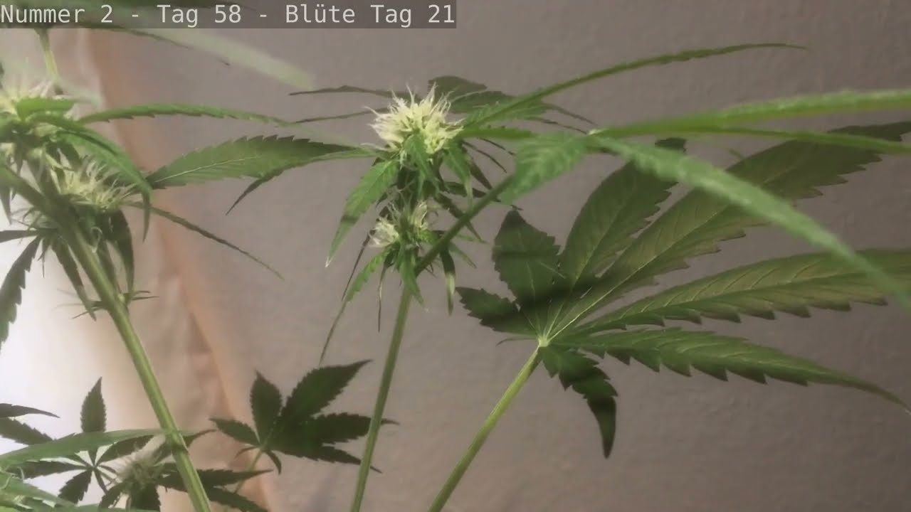 WIEVIEL GRAMM ich mit 3 CANNABIS PFLANZEN ERNTEN konnte ? | GreenBasics 7 | HomeGrow Basic