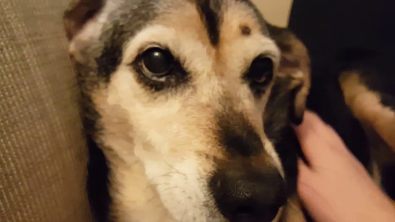 PROOF that dogs PURR like CATS YouTube