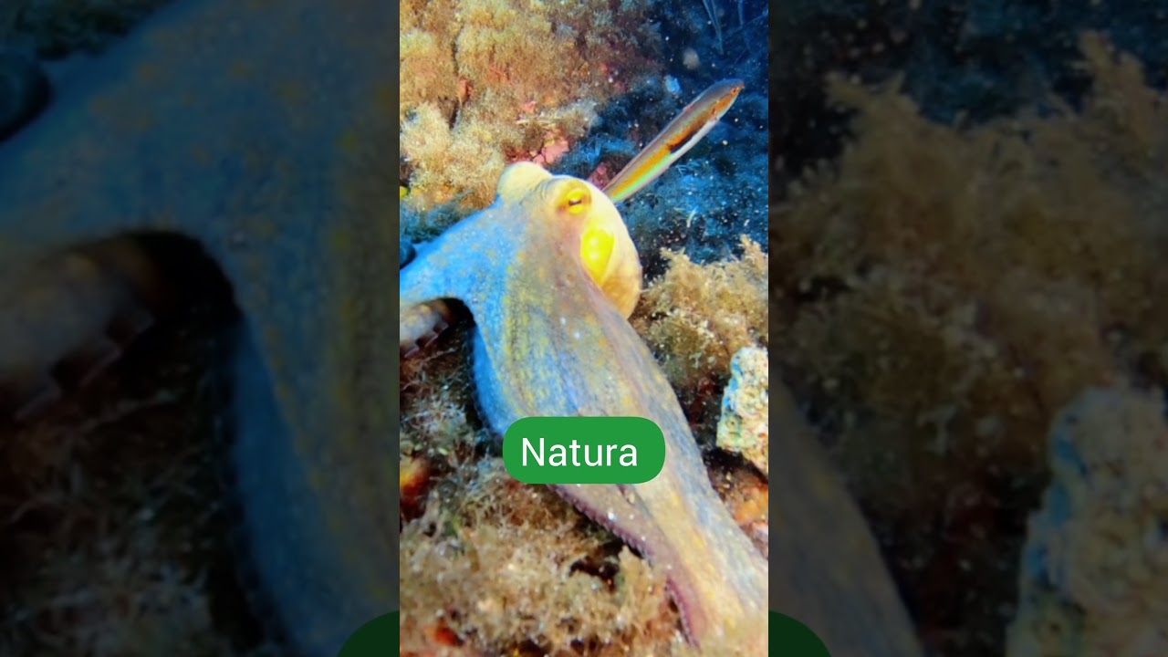 7 motivi per diventare un subacqueo