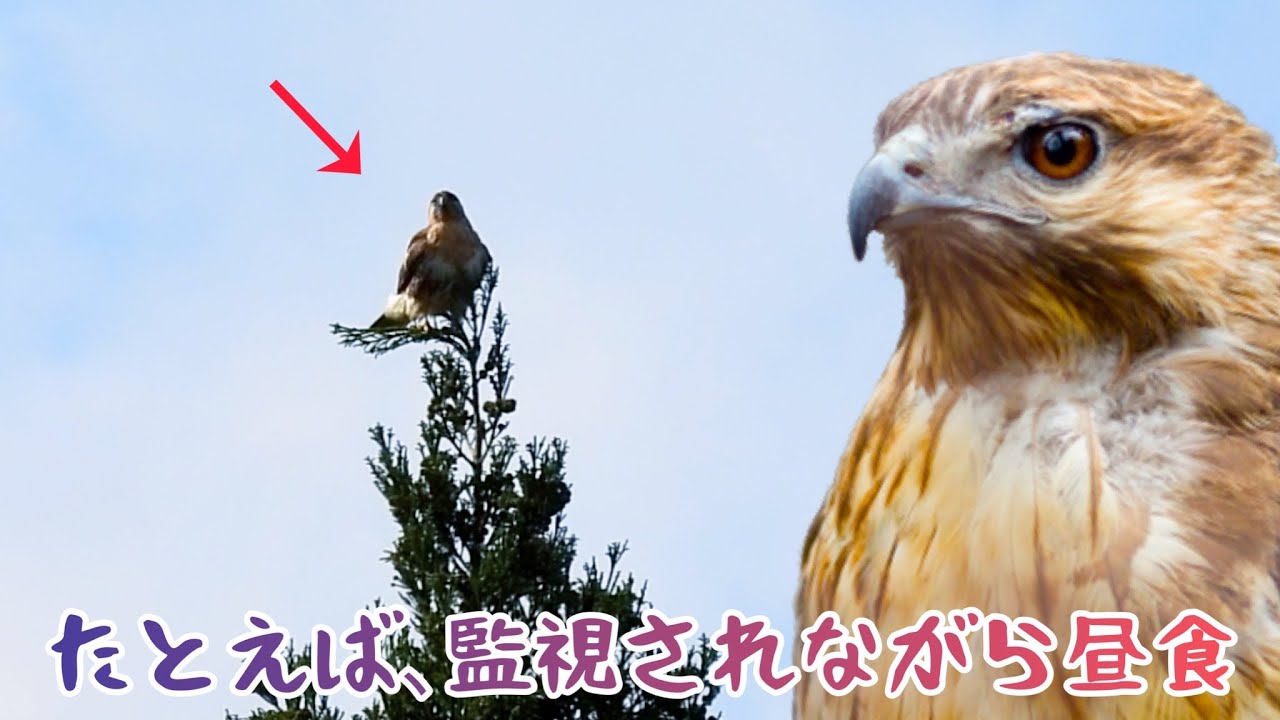 なぜかずっと付いてくる、とてもフレンドリーなタカと過ごした一日