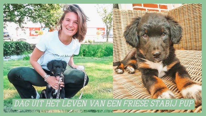 Friese Stabij Pup'S - Youtube