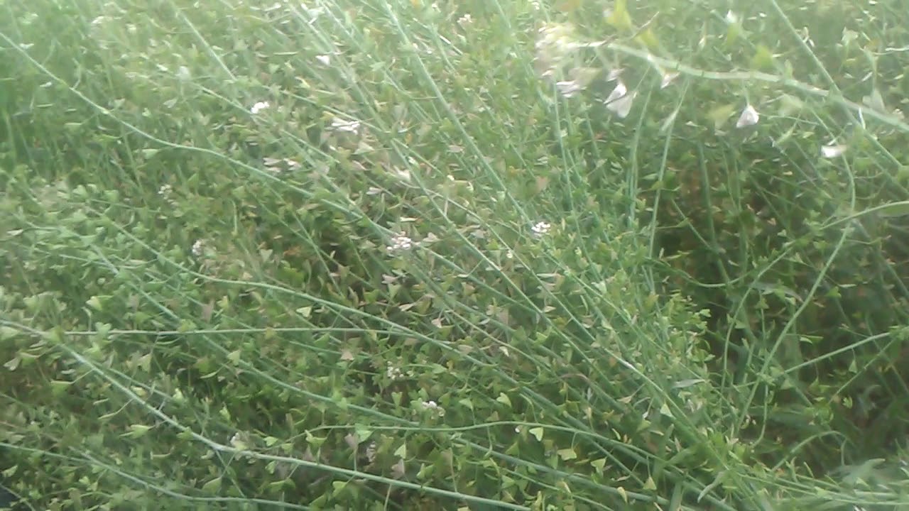 Çoban çantası otunun faydaları çayının yararları nelerdir - YouTube