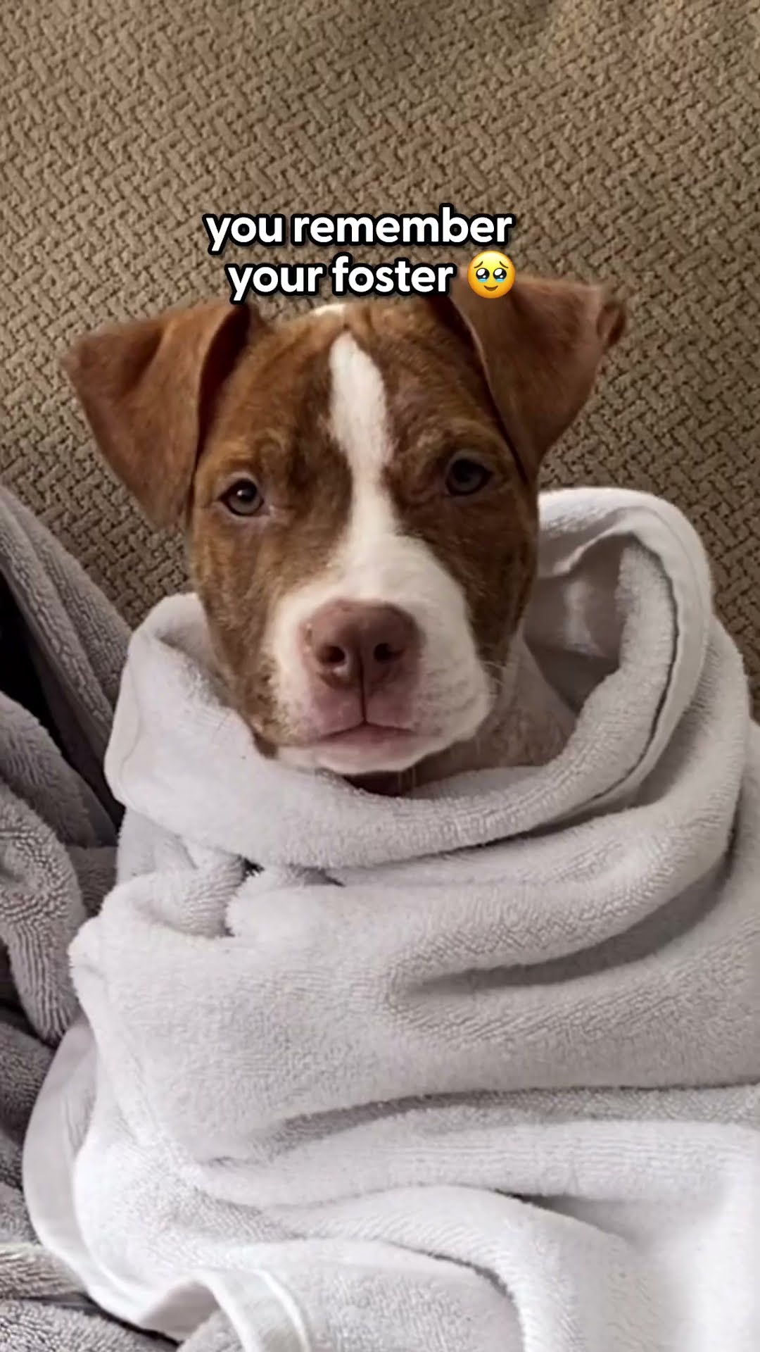 Every Pet Parent Needs These Socks | The Pack